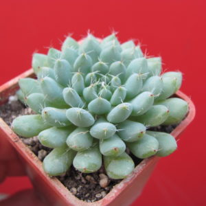 Echeveria    rundellii