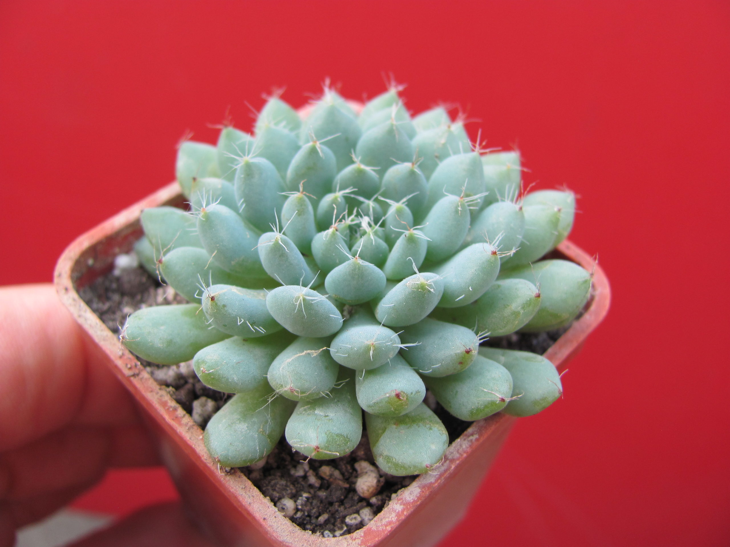 Echeveria    rundellii