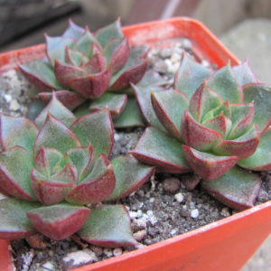 Echeveria    purpusorum   Red      3 разом