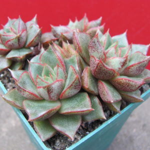 Echeveria  purpusorum    hybr.