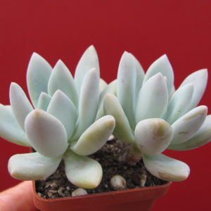 Pachyveria    Opalina