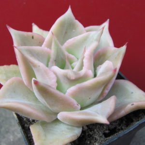 Echeveria   Madiba