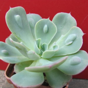 Echeveria    Raindrops x Parva