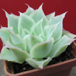 Echeveria    Laguna   Sanchez