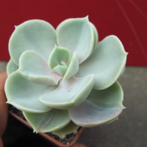 Echeveria   Blue  Surprise