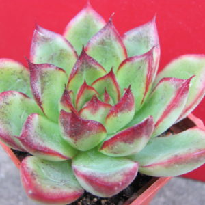 Echeveria   sp.