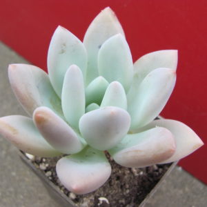 Pachyveria    Opalina