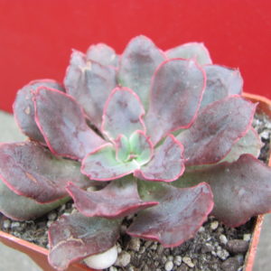 Echeveria   Red    Prince