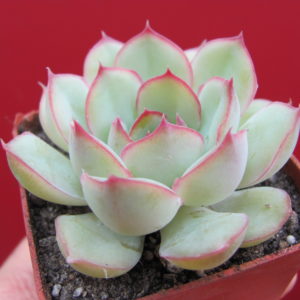 Echeveria    Hercules