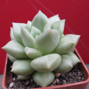 Echeveria    Van   Keppel