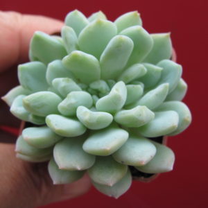Echeveria    glauca