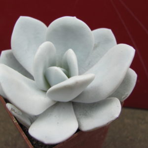 Echeveria   laui
