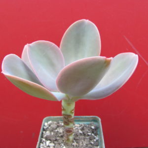 Echeveria gibbiflora   Metallica