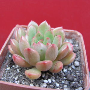 Echeveria   Bashful