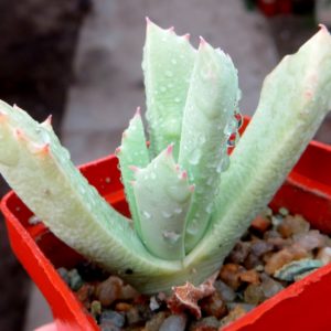 schwantesia ruedebuschii