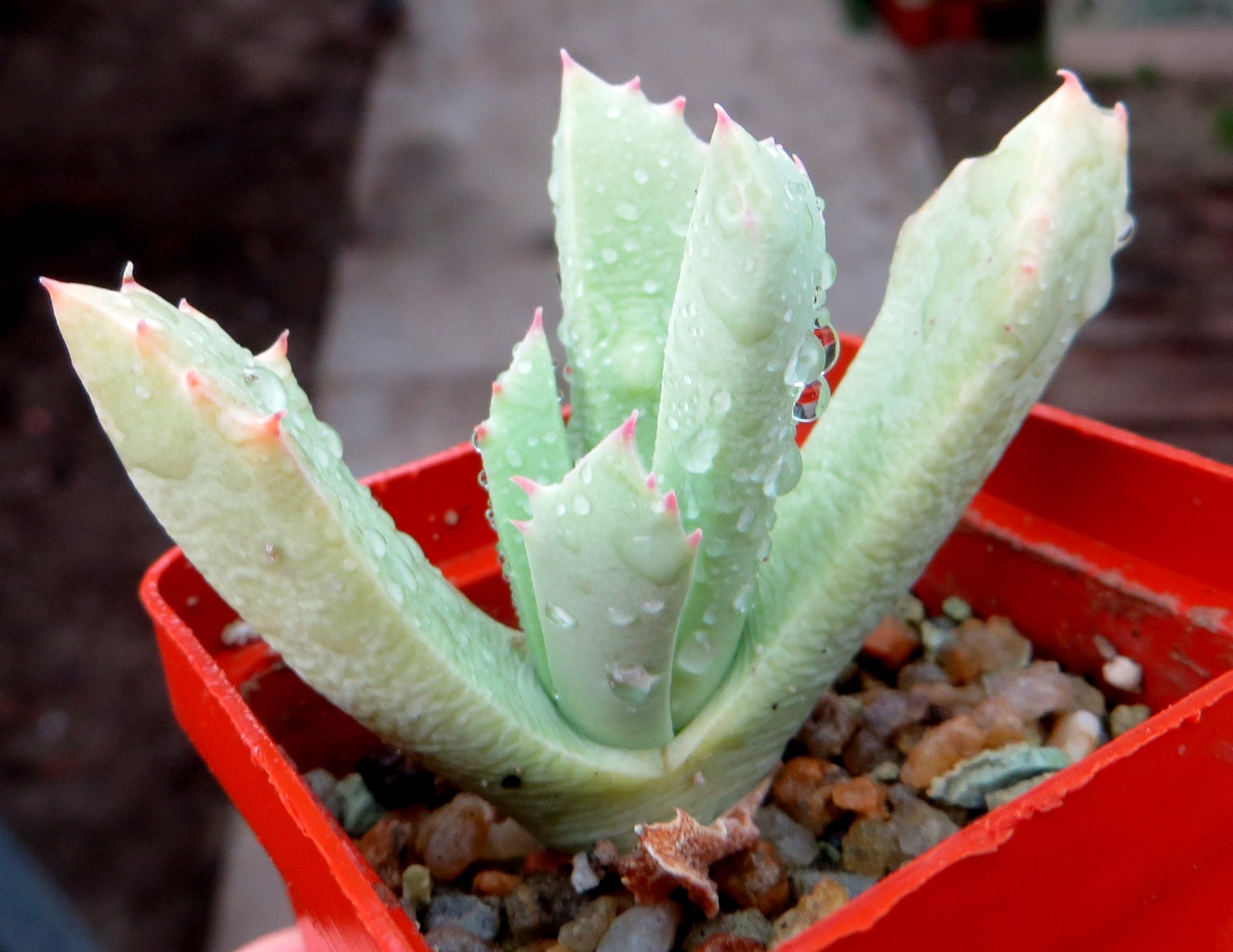 schwantesia ruedebuschii