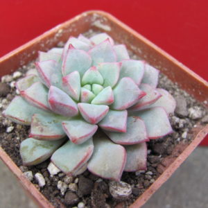 Echeveria    expatriata