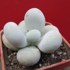 Pachyphytum   oviferum