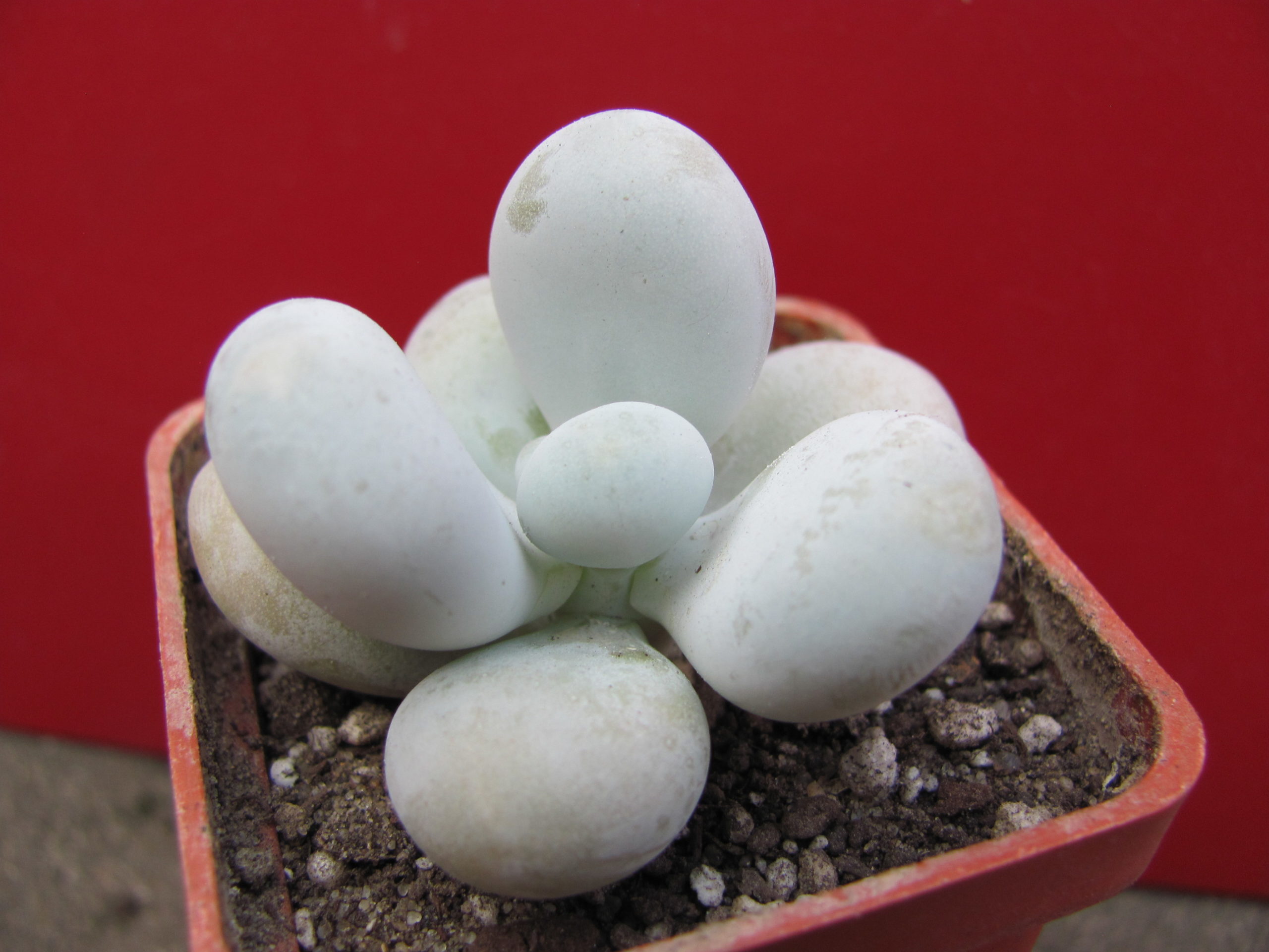 Pachyphytum   oviferum