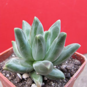 Pachyphytum   compactum    *Purple   Diamond*