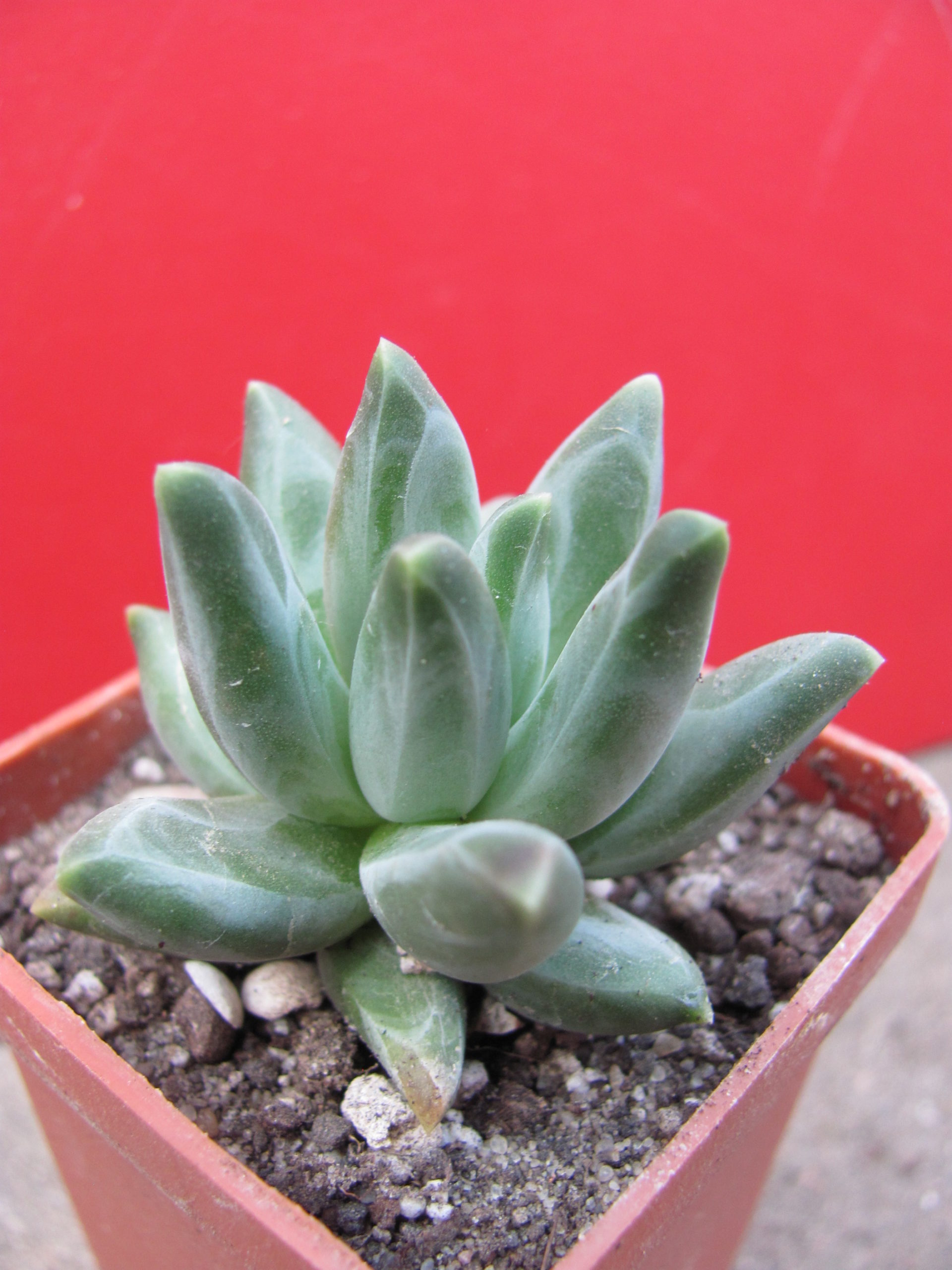 Pachyphytum   compactum    *Purple   Diamond*
