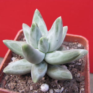 Pachyphytum   compactum    Blue