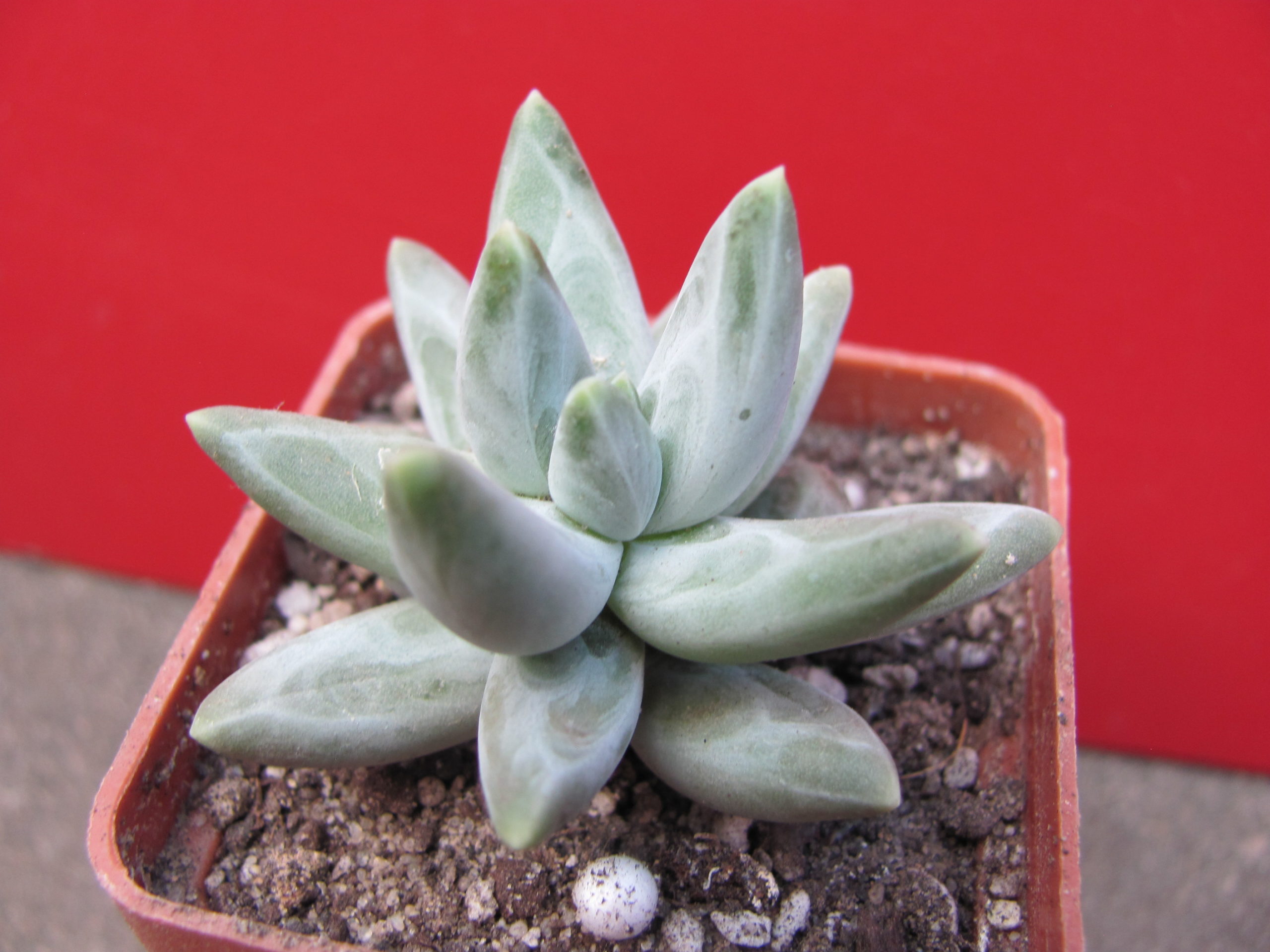 Pachyphytum   compactum    Blue