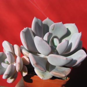Echeveria   Debbie   Big