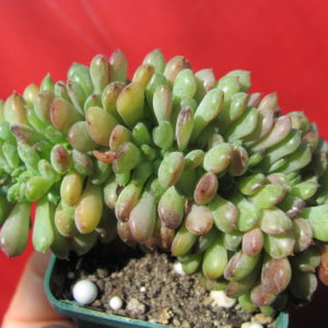 Echeveria    Fantasia  Carol    cristata
