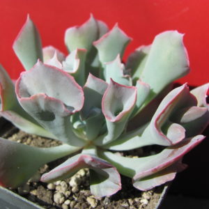 Echeveria    Trumpet  Pinky