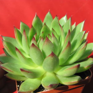 Echeveria   agavoides   Cristmas