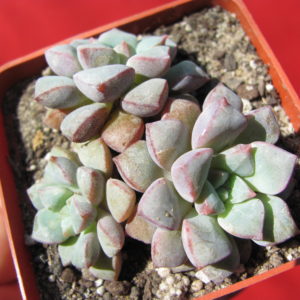 Echeveria    expatriata