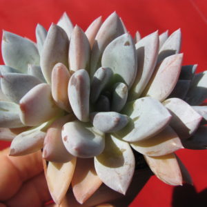 Echeveria     Brumes