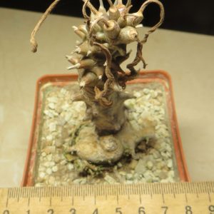 tylecodon spec.