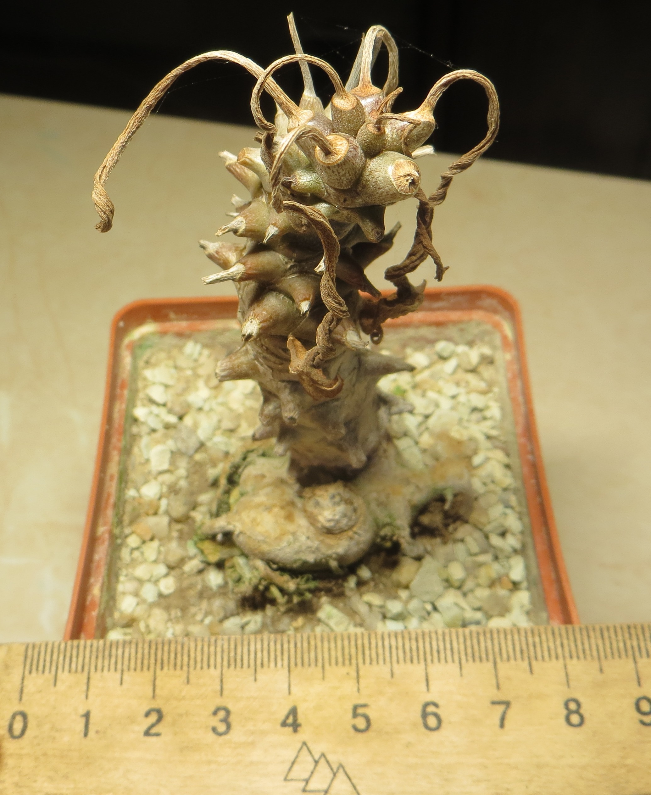 tylecodon spec.