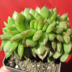 Echeveria   Gilva   cristata