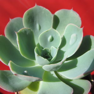 Echeveria     Raindrops x Parva