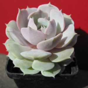 Echeveria     hybr.