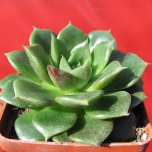 Echeveria     *Yamatomini*