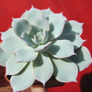 Echeveria    subsessilis