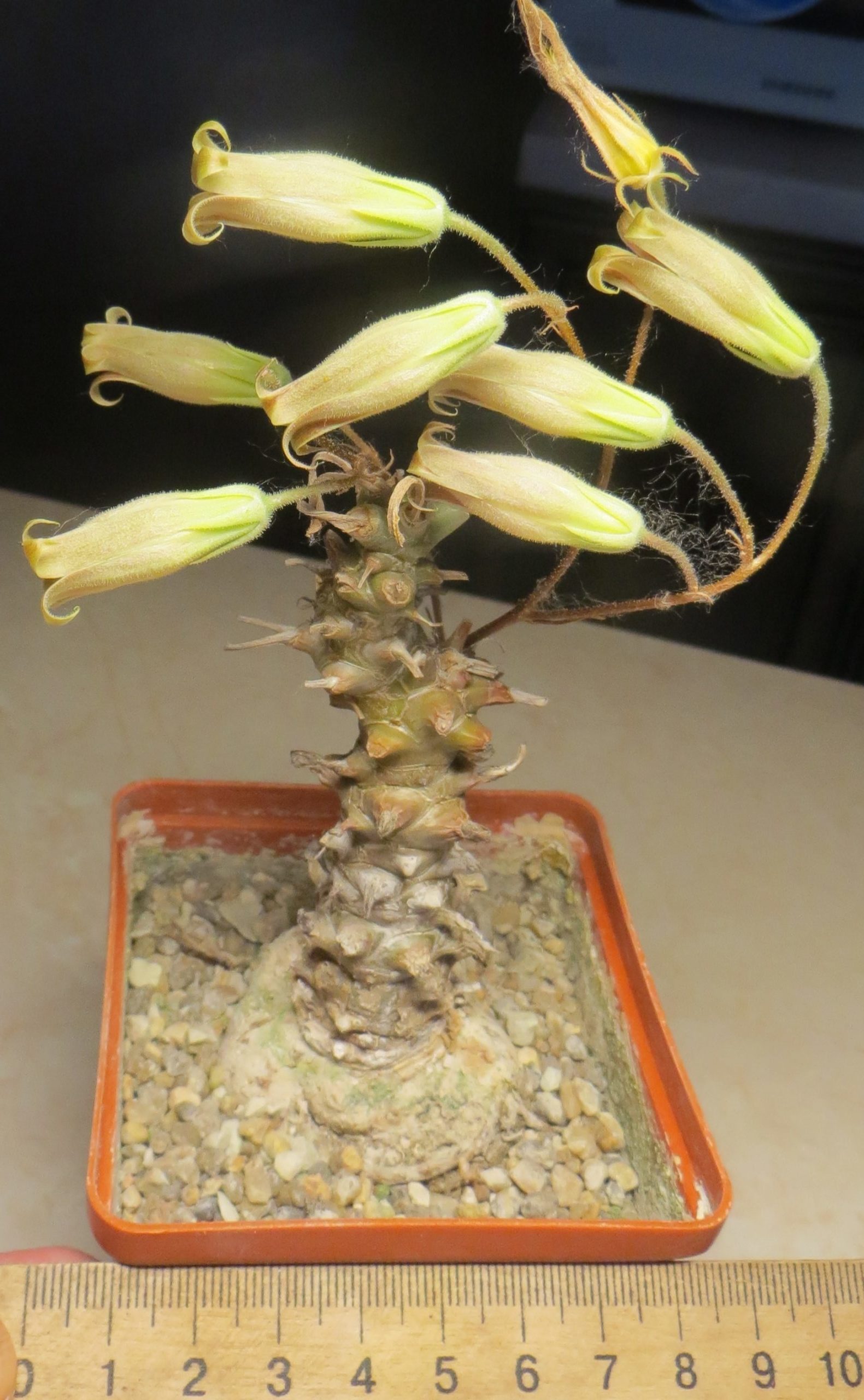 tylecodon spec.