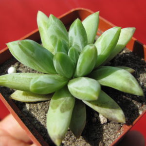 Pachyphytum   compactum    *Purple  Diamont*  hybr.
