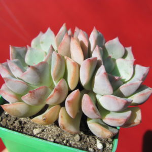 Echeveria    hybr.    #29