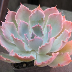 Echeveria    Neon   Breakers