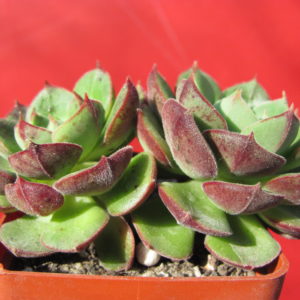 Echeveria    Joan    Daniel