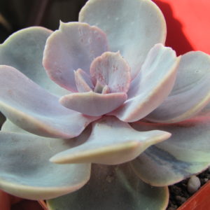 Echeveria    Perle von  Nurnberg    *Monstr*