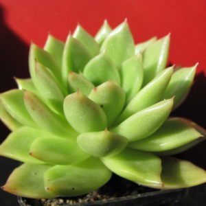 Echeveria     Gilva