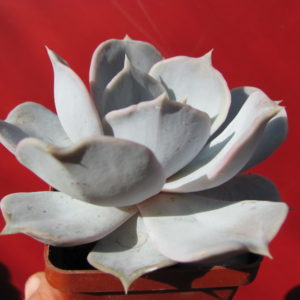 Echeveria      lilacina