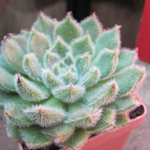 Echeveria     Glitters