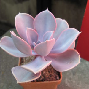 Echeveria      Purple    Pearl